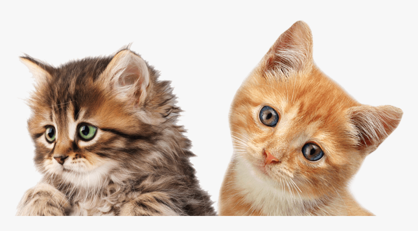 Kitten Headshot - Gatinhos Png, Transparent Png