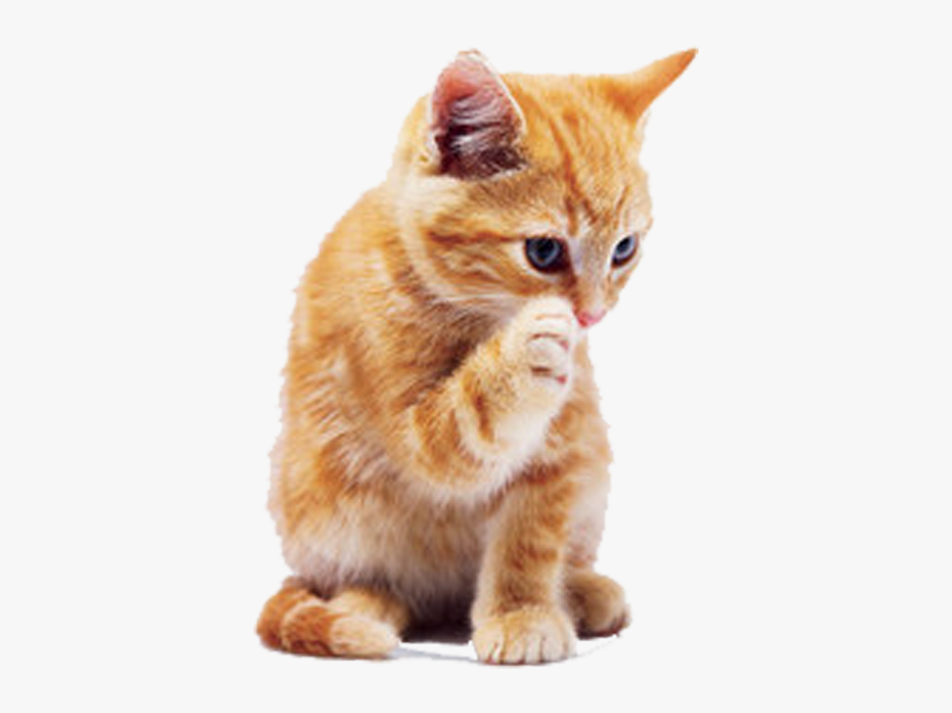 Tabby Cat Dog Puppy Pet - Ginger Cat Transparent Background, HD Png Download