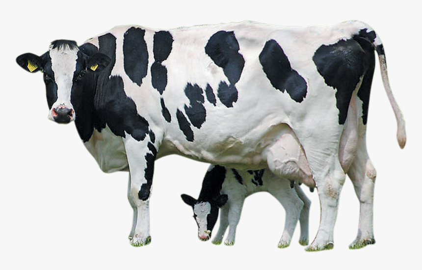 Cow Images Hd Png, Transparent Png