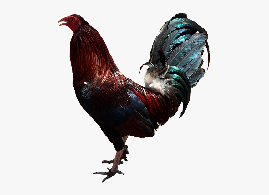 Rooster, HD Png Download