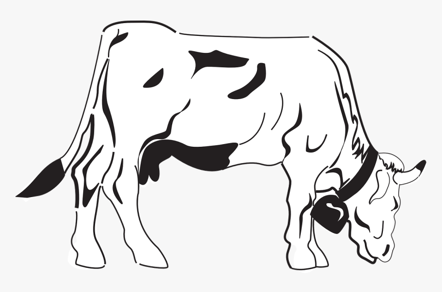 Transparent Cow Clipart Black And White - Cows Coloring, HD Png Download