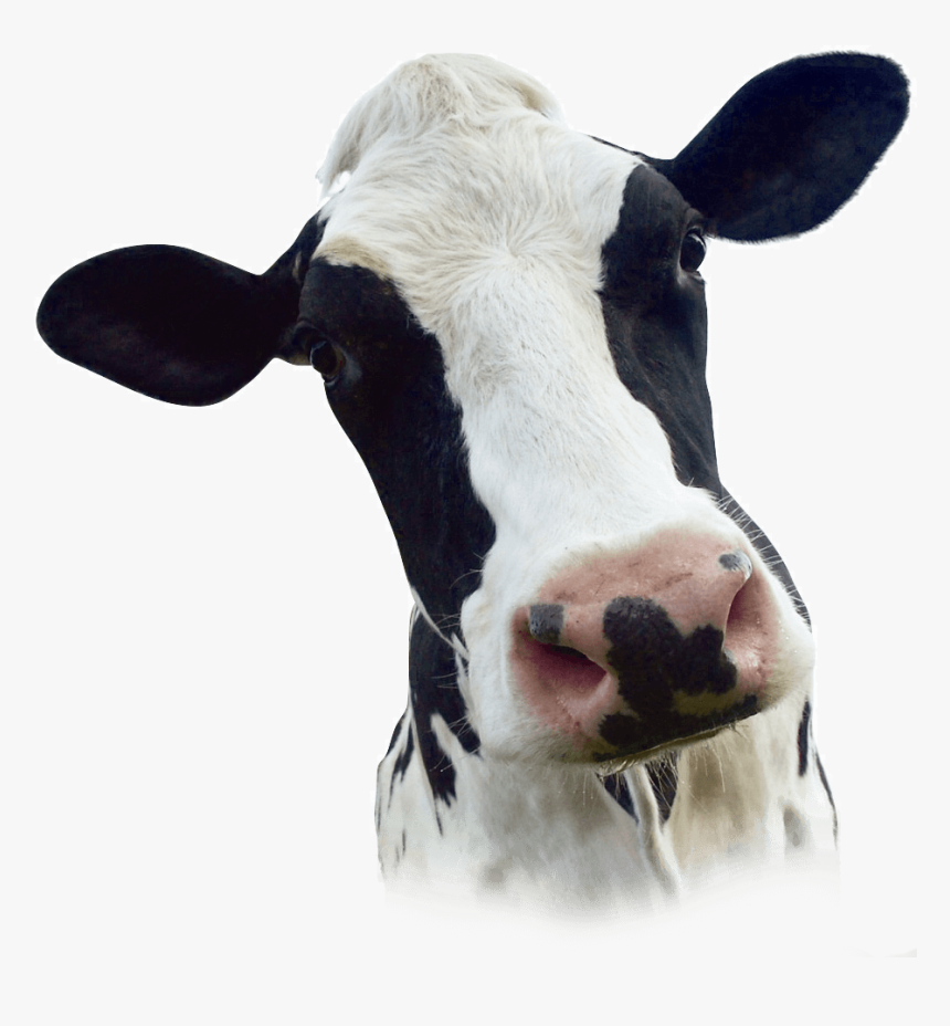 Cattle, HD Png Download