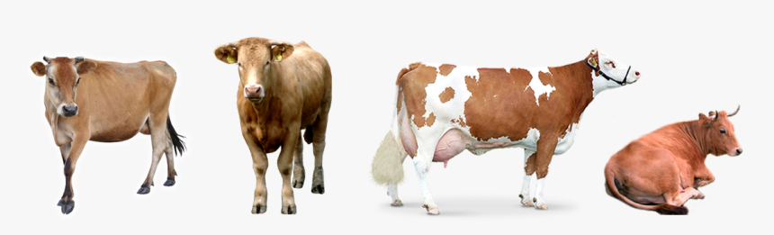 Desinfectante Para Ganado - Imagenes De Vacas Png, Transparent Png