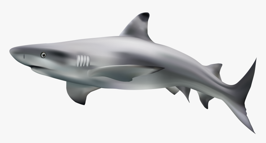 Shark Transparent Clip Art Image - Shark With Transparent Background, HD Png Download