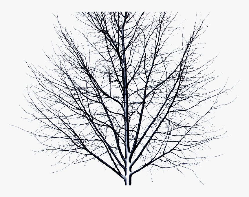 Dead Tree Isolated Object Png - Itni Bhi Kya Berukhi, Transparent Png