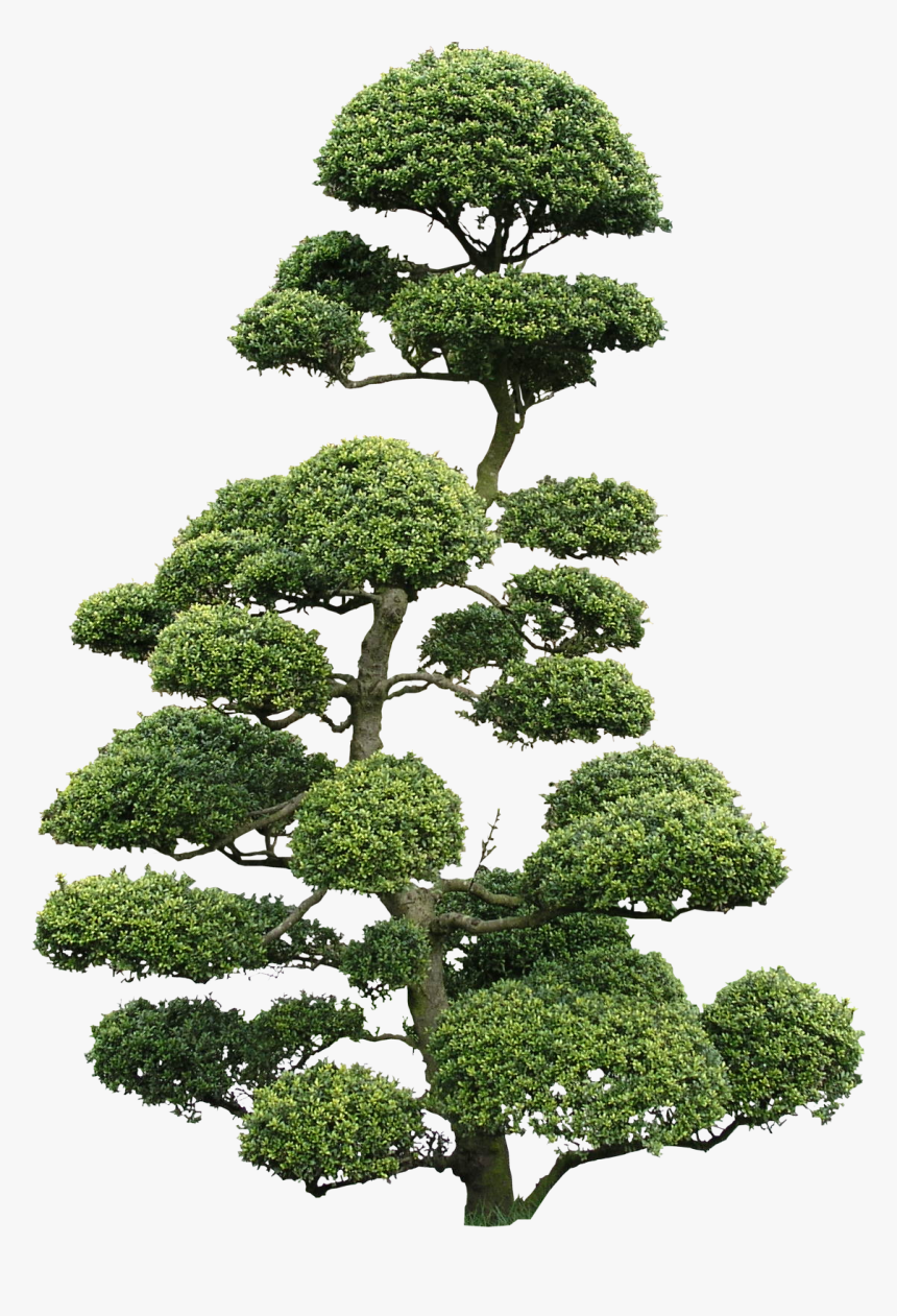 Ilex Crenata Bonsai Png, Transparent Png