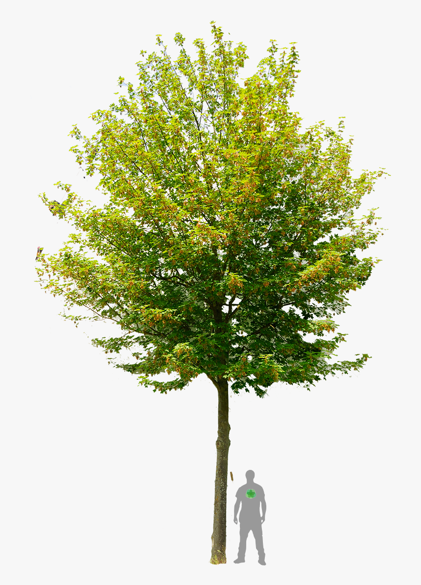 Queen trees