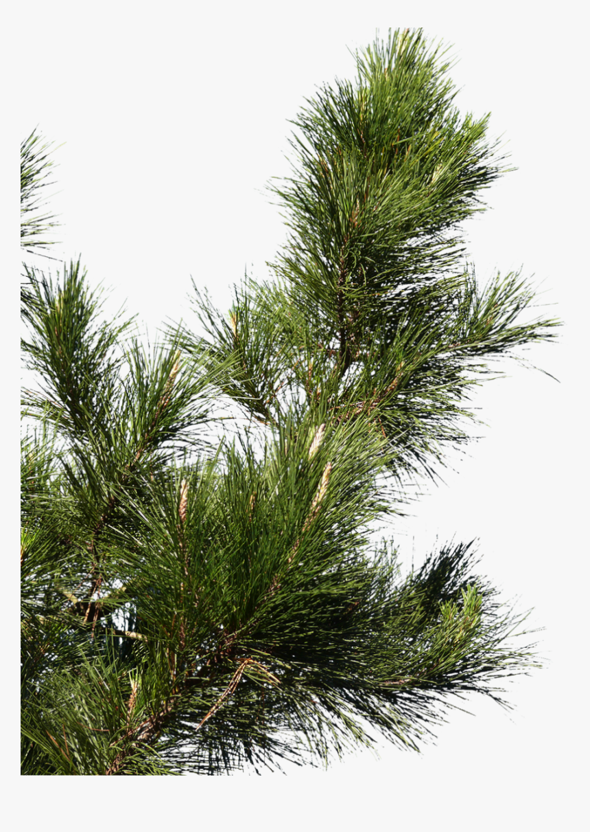 Pine Tree Branch Png, Transparent Png