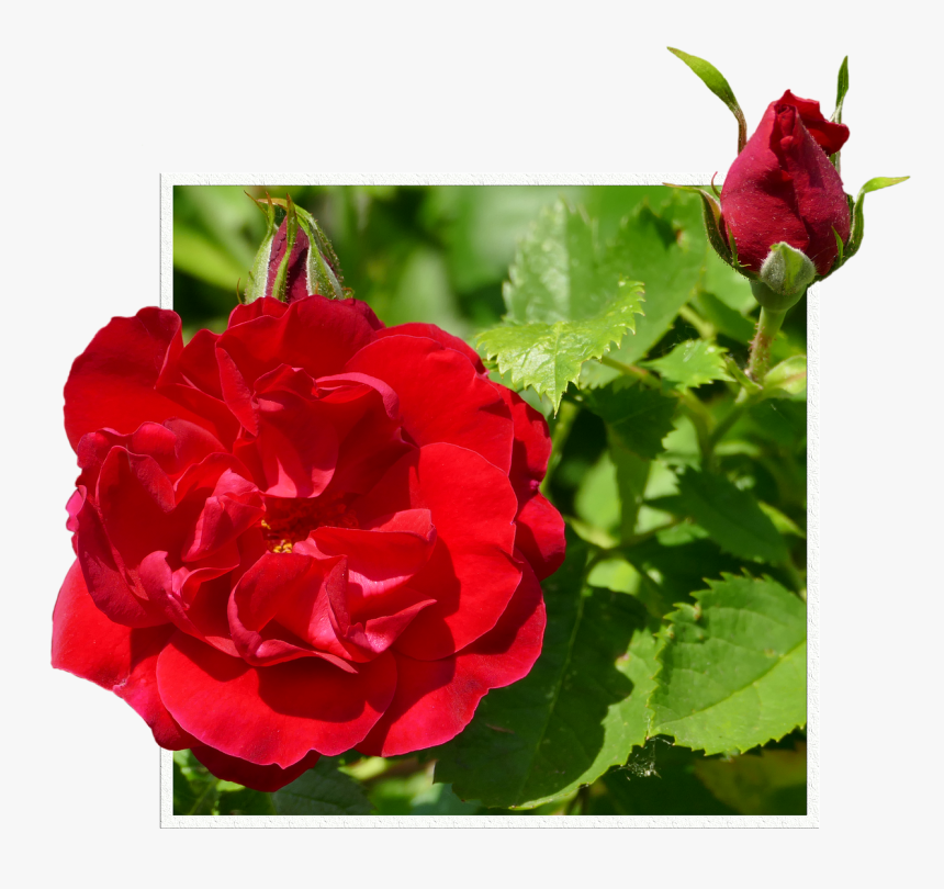 Rosas Vermelhas, Broto, Moldura - Hybrid Tea Rose, HD Png Download