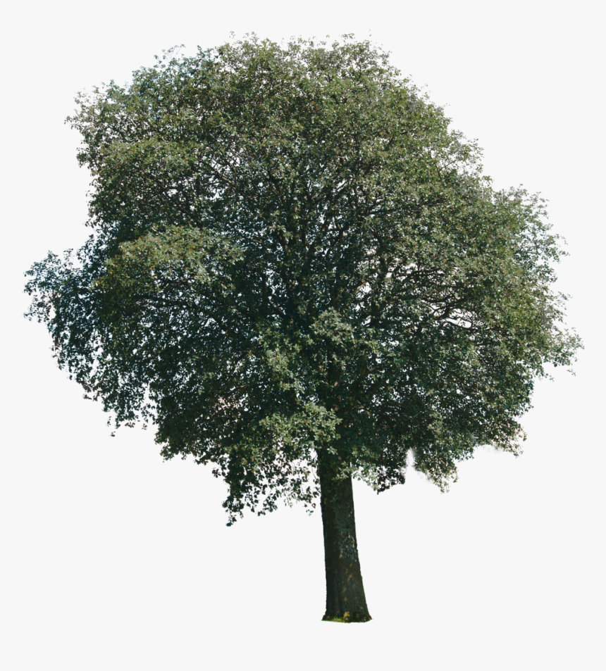 River Birch, HD Png Download