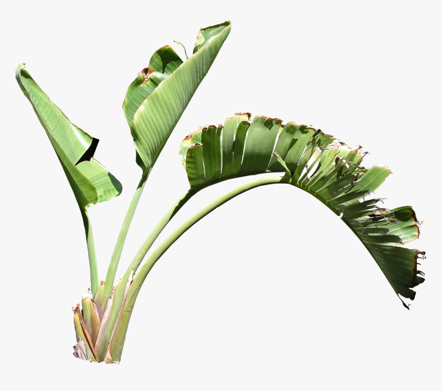 Strelitzia Png, Transparent Png