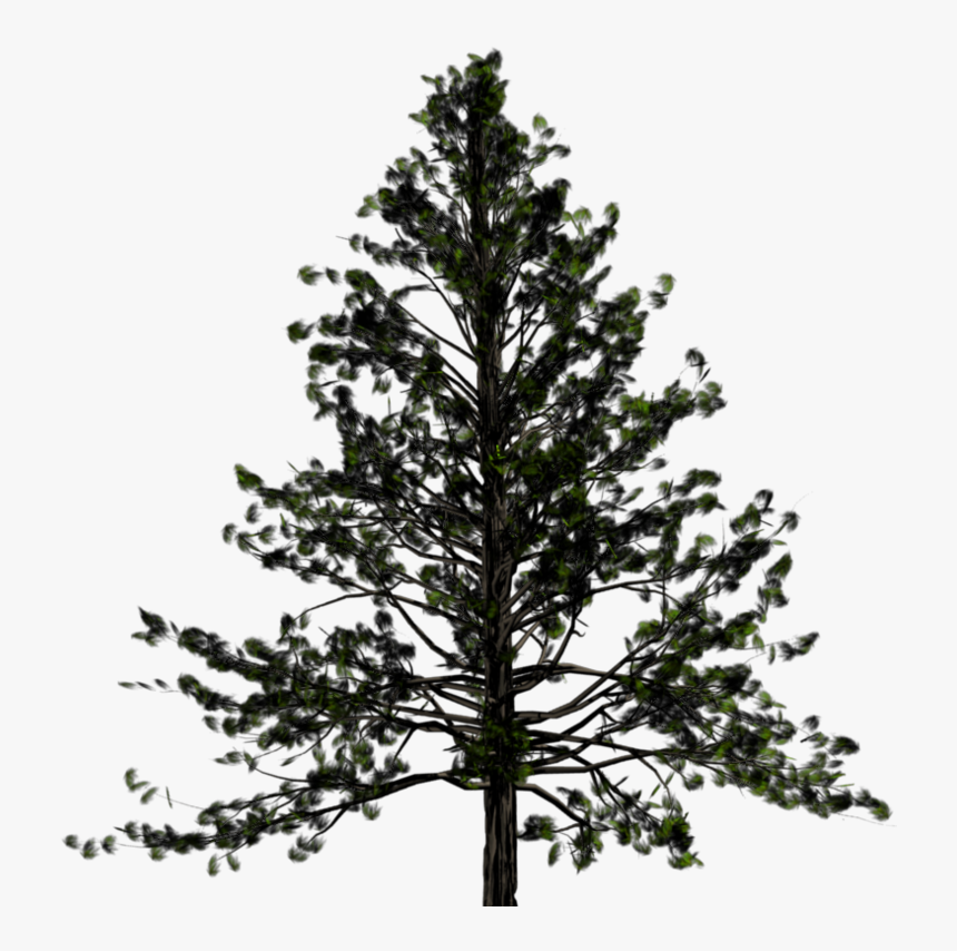 Pine Tree Transparent Png, Png Download