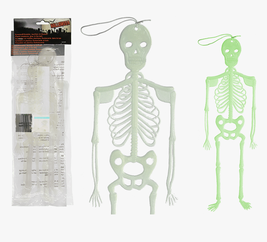 Leucht Skelett, HD Png Download