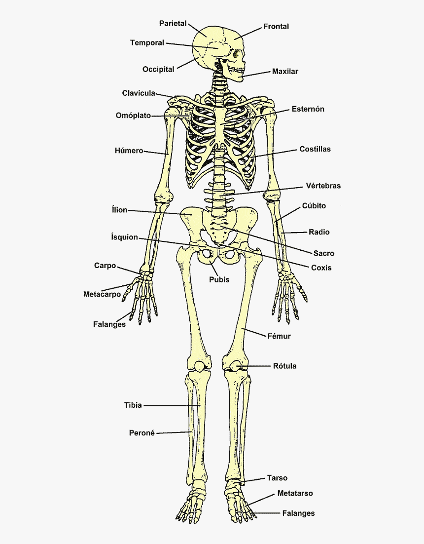 Skull, HD Png Download