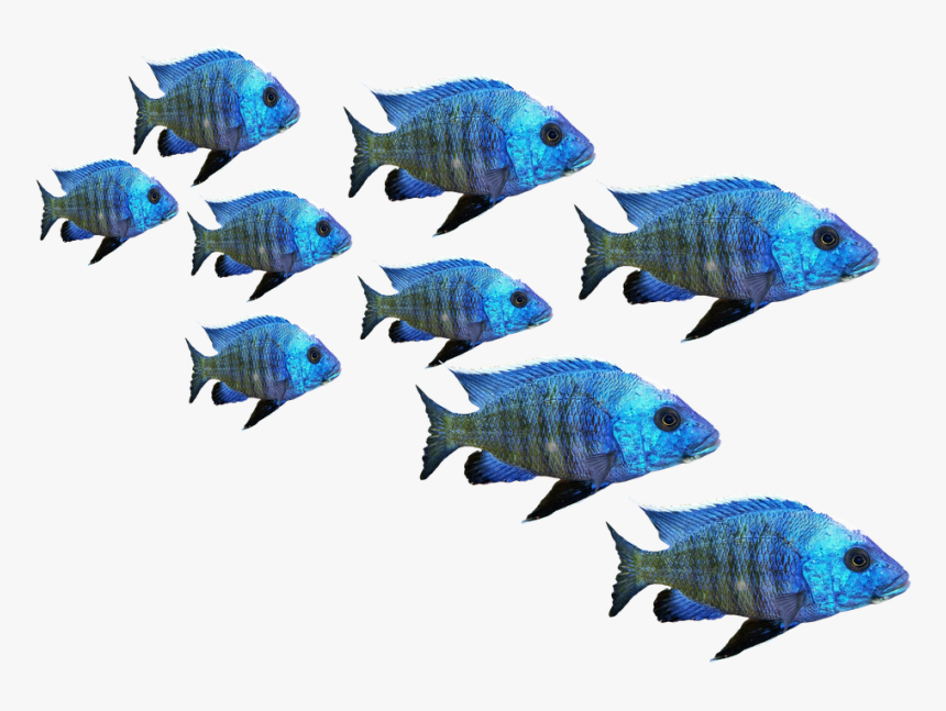 Fish, Fish Swarm, Perch, Sea, Lake, Water, Nature - Fish In Sea Png, Transparent Png