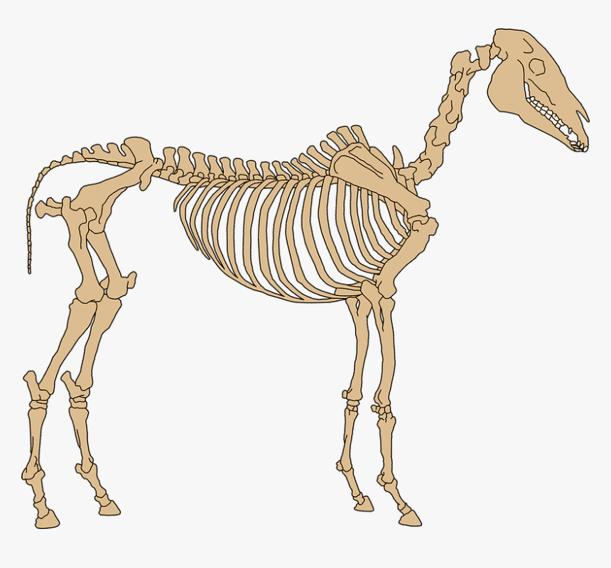 Zebra Bones, HD Png Download