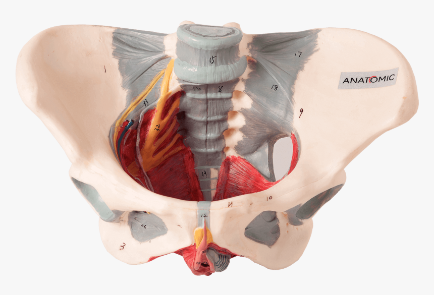 Esqueleto Pélvis Feminina Com Nervos E Ligamentos - Esqueleto Pelvico Feminino, HD Png Download