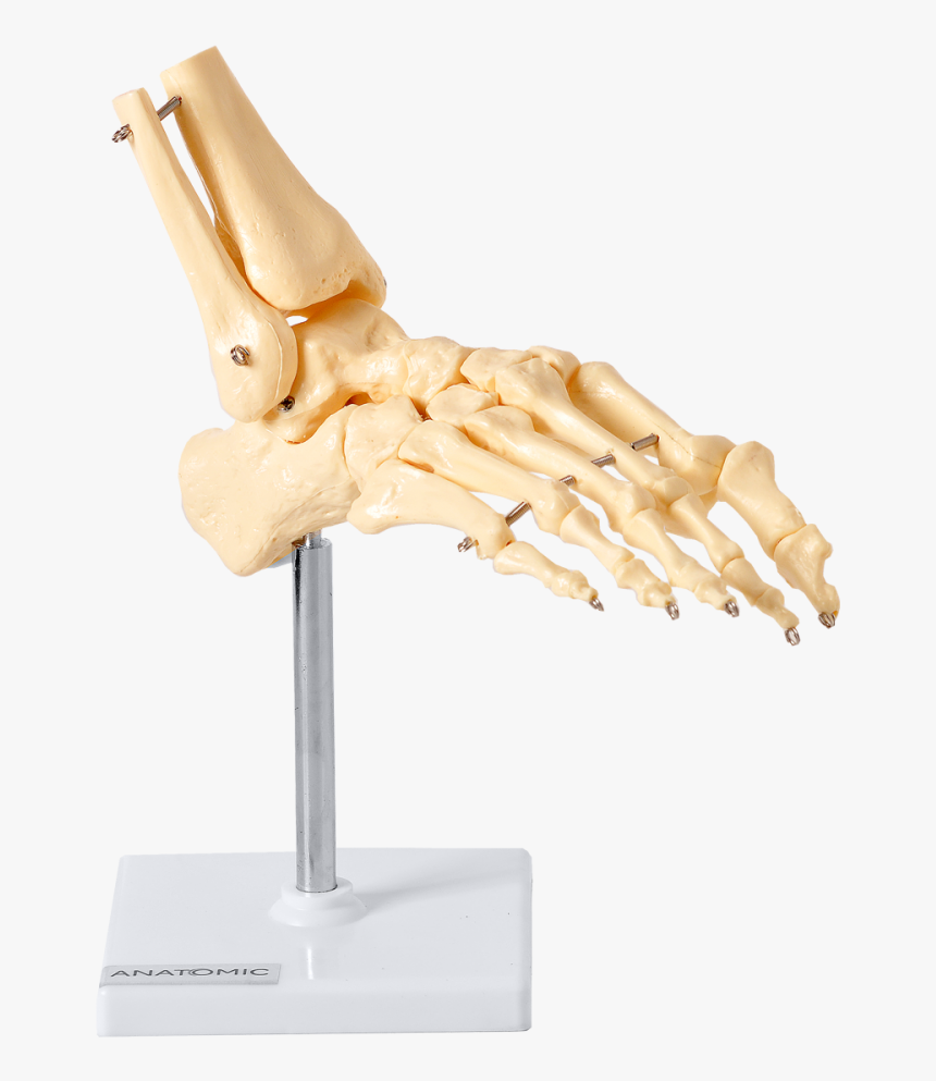 Esqueleto Png, Transparent Png