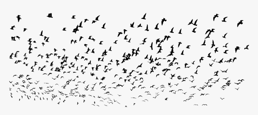 Seagulls, Flock, Silhouette, Seagull, Birds, Swarm - Silhouette Seagulls Png, Transparent Png