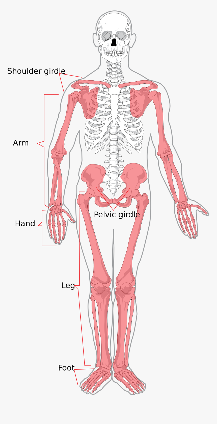Upper And Lower Extremity, HD Png Download