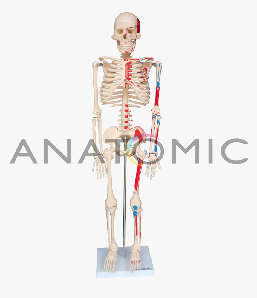 Clip Art Mao Esqueleto - Skeleton, HD Png Download