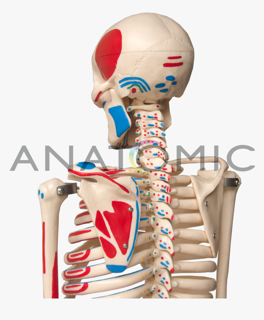 Imagem - Rib, HD Png Download