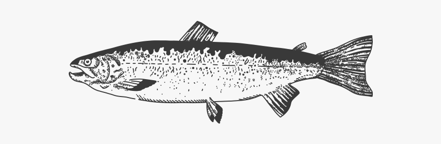 Trout, HD Png Download