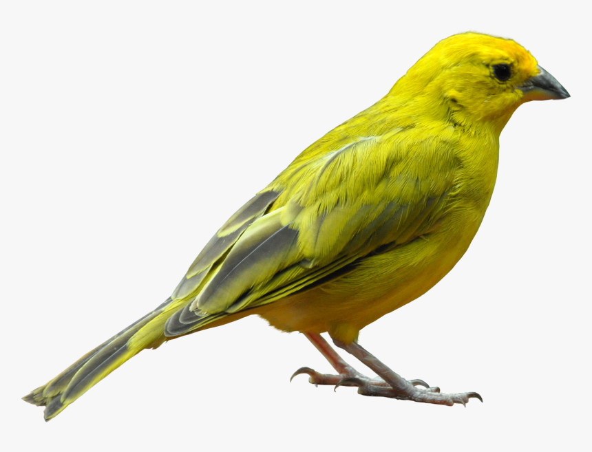 Yellow Bird Standing Png Image - Bird Png, Transparent Png