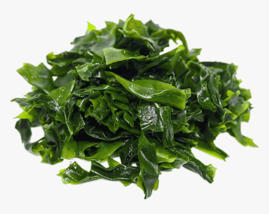 Pile Of Dark Green Seaweed - Kleidung Der Zukunft, HD Png Download