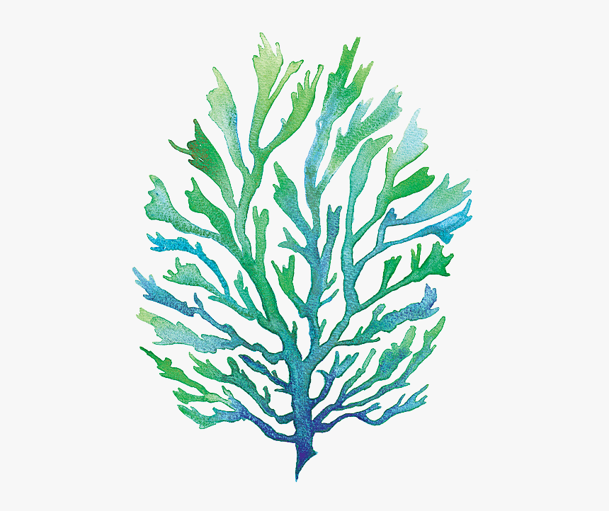 Vector Free Library Group Buy Online - Watercolor Seaweed Clipart, HD Png Download