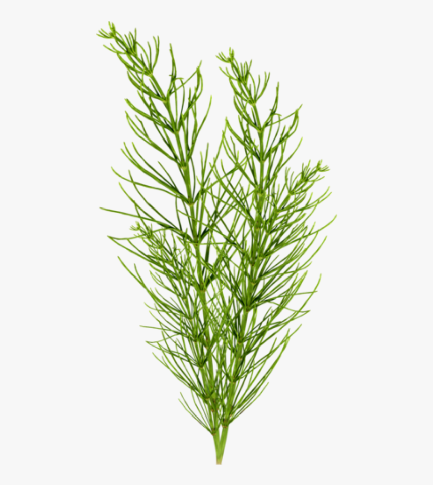 Grass Clipart Seaweed - Evergreen, HD Png Download