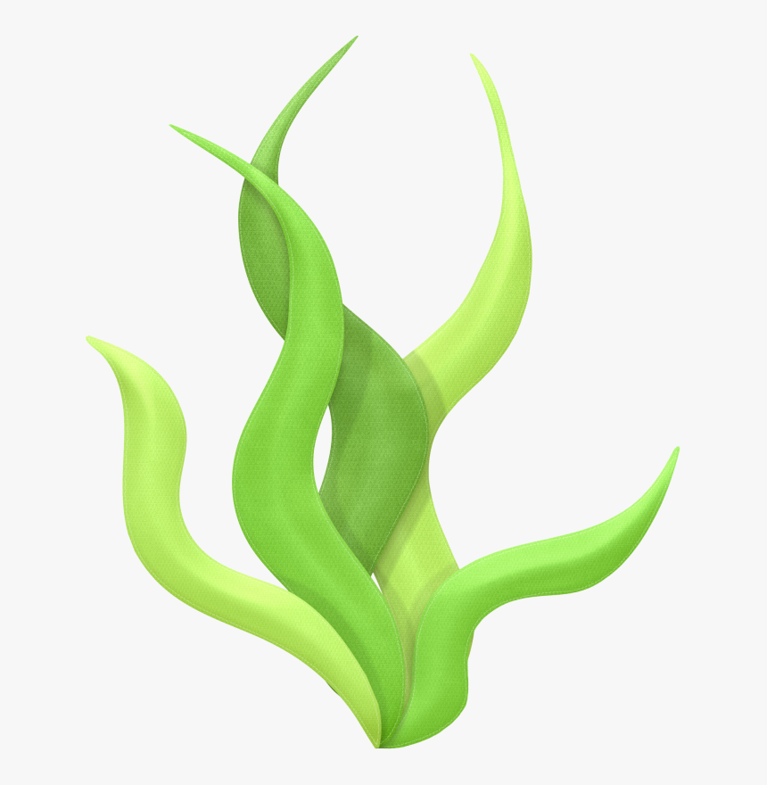 Algas Do Mar Png, Transparent Png