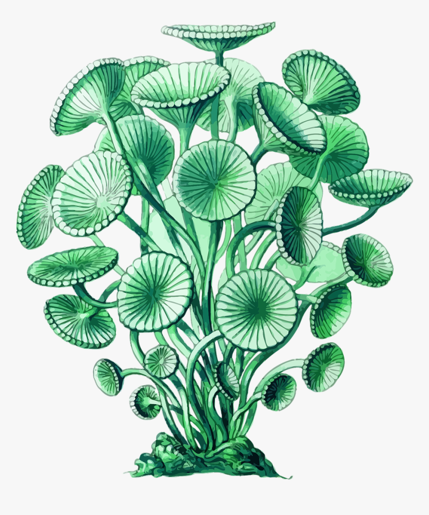Plant,leaf,aquarium Decor - Algae Botanical Illustration, HD Png Download