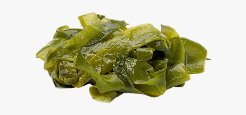Seaweed Leaves - Transparent Seaweed Png, Png Download