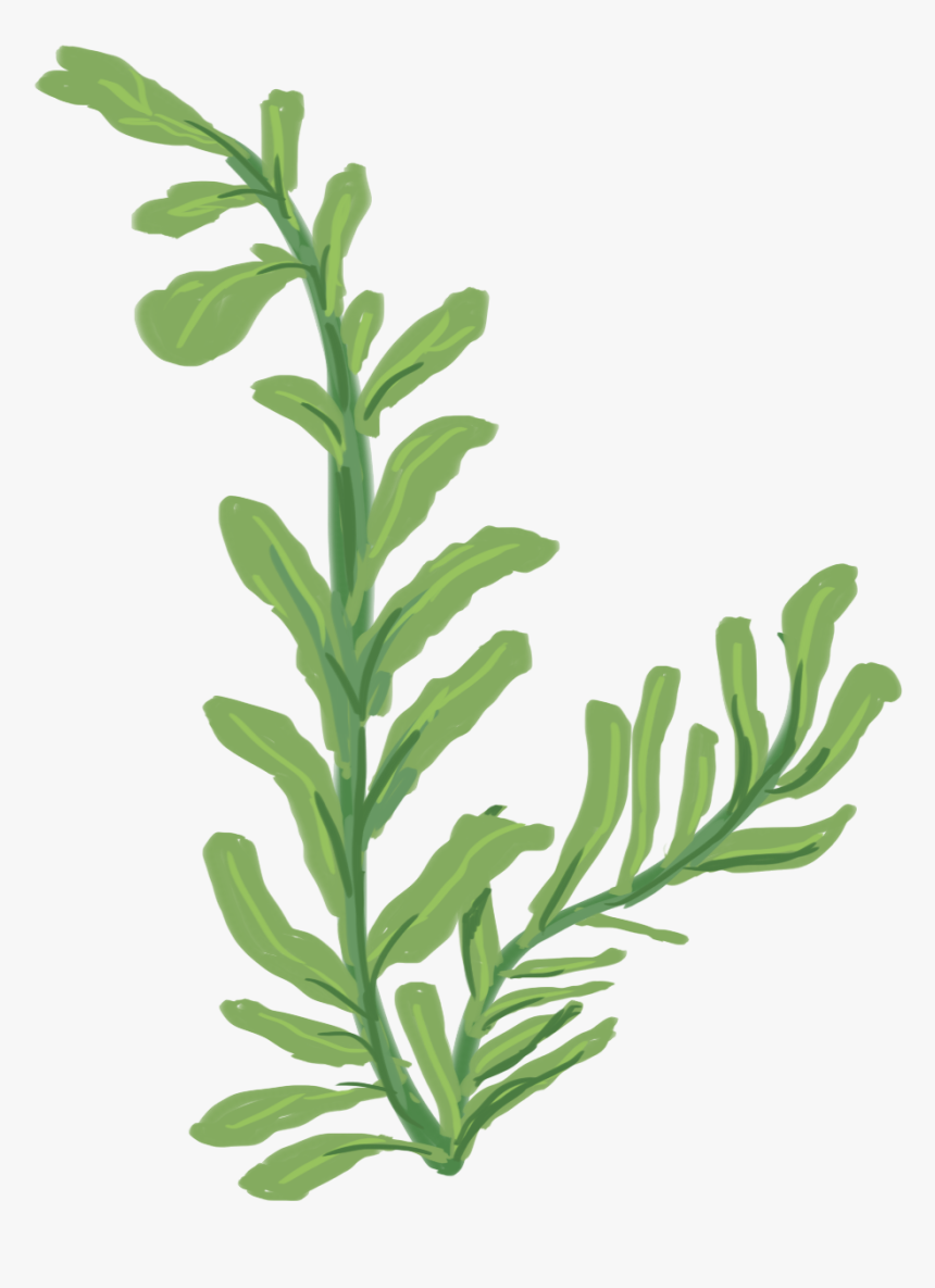 Western Yew, HD Png Download