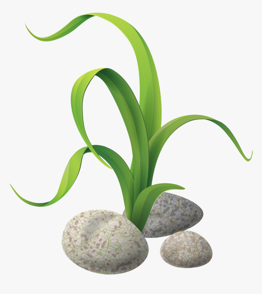 Seaweed Silhouette Png - Transparent Background Png Clipart Png Aquarium, Png Download