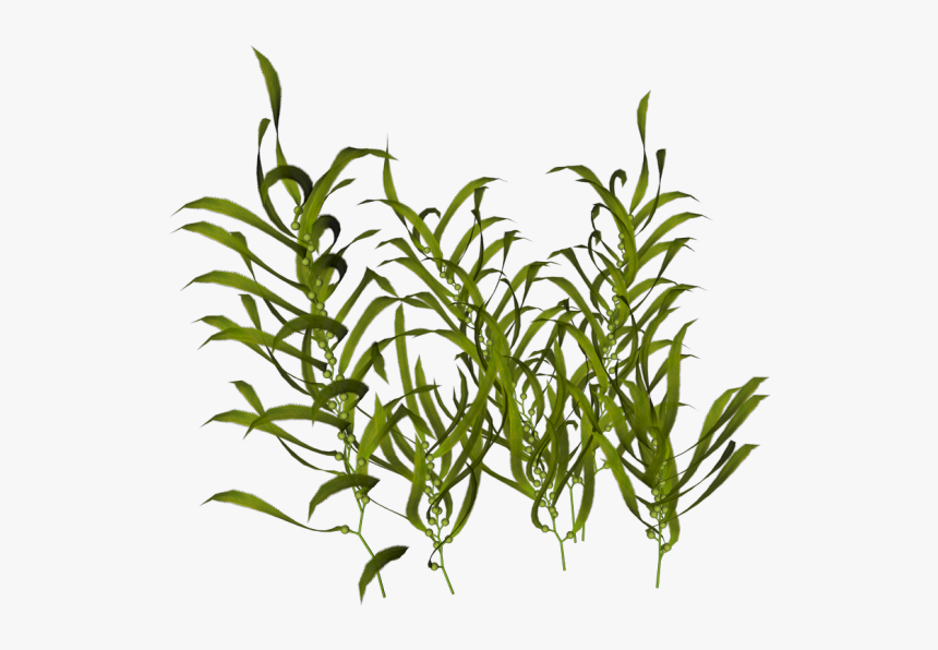 Seaweed Ocean Aquatic Plants - Transparent Aquatic Plant Png, Png Download