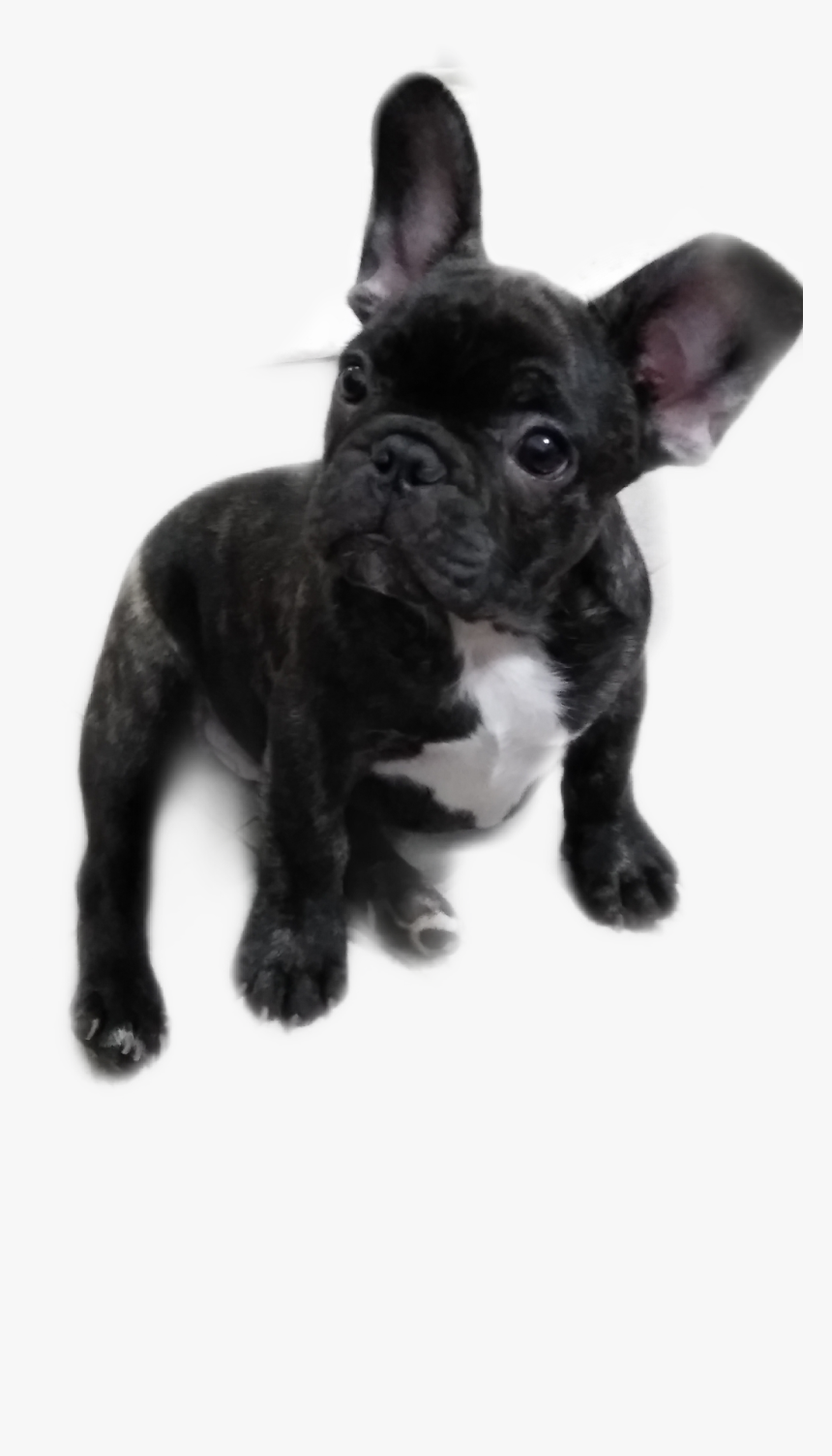 #pumba - French Bulldog, HD Png Download