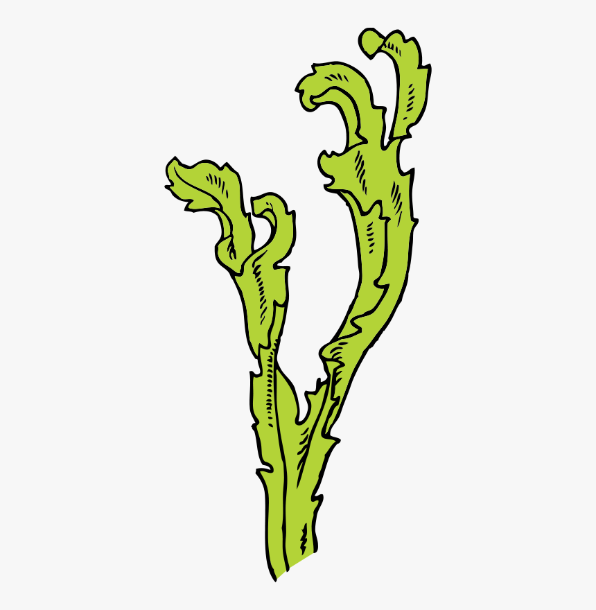 Seaweed - Seaweed Clip Art, HD Png Download