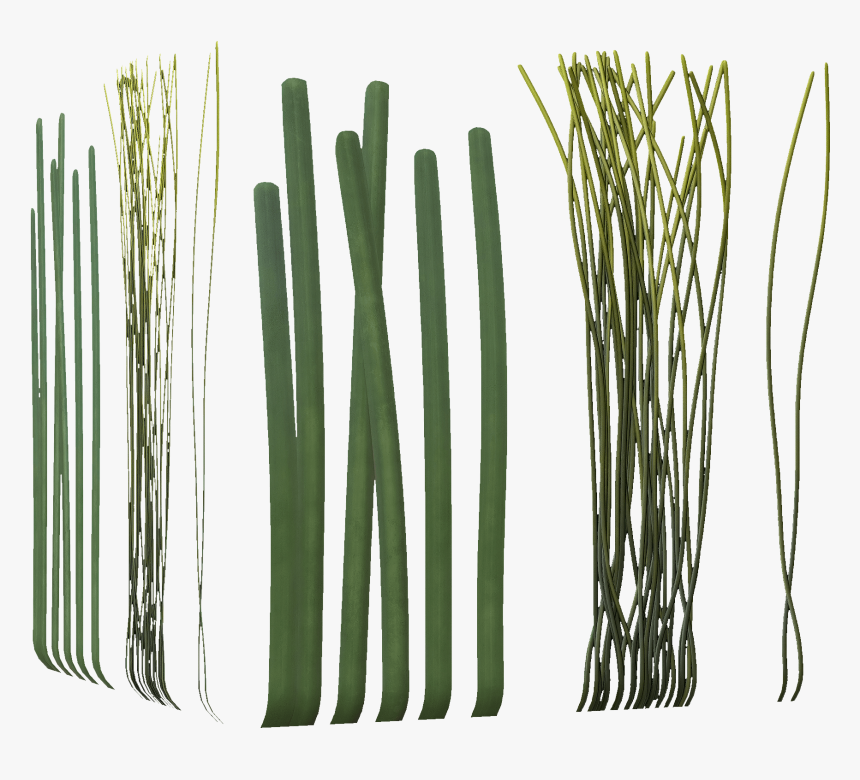 Clip Art Allium Fistulosum Bamboo Welsh - Long Seaweed, HD Png Download