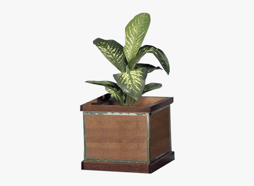 Houseplant, HD Png Download