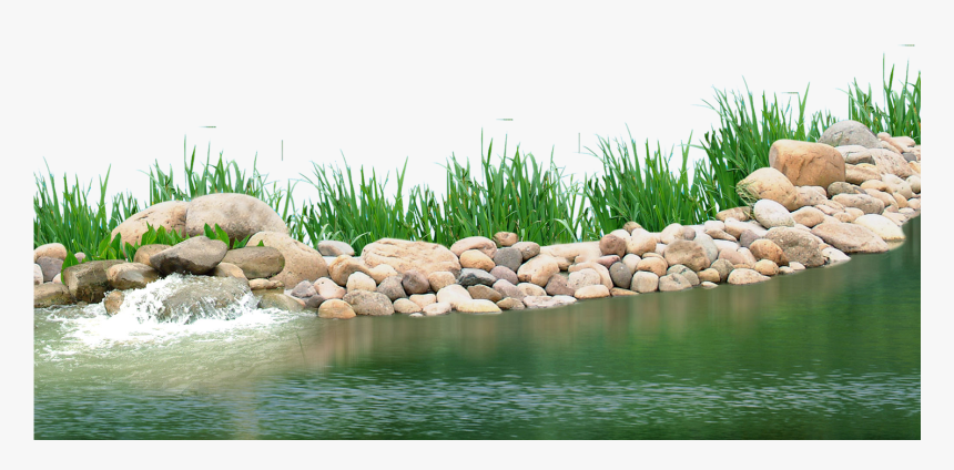 Pebbles Clipart Underwater Plant - Transparent Background Pond Png, Png Download