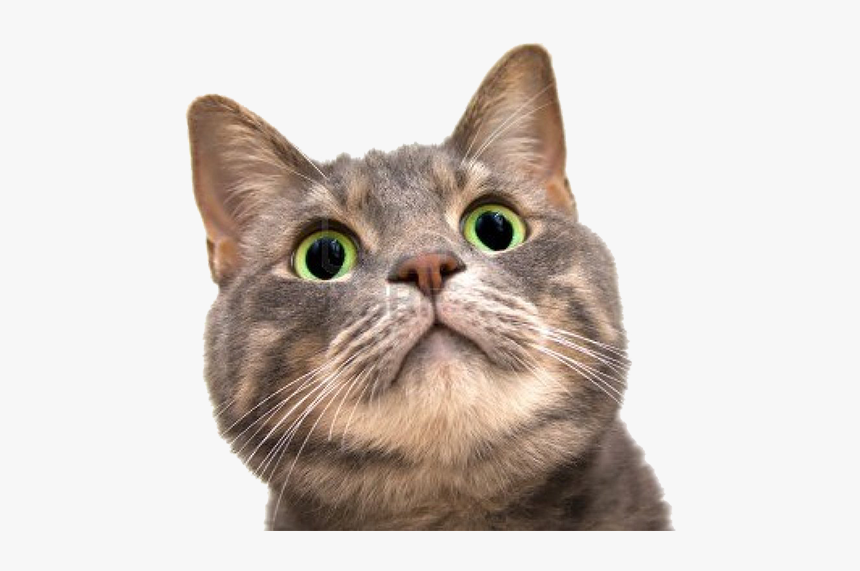 Cat Gif Kitten Astronaut Outer Space - Cat Face Transparent Background, HD Png Download