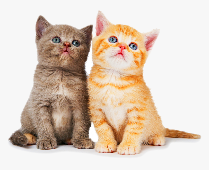 Cat Pictures Png, Transparent Png