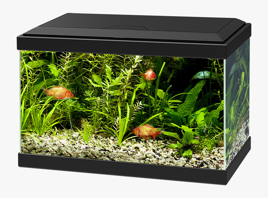 Aquarium Png - Ciano Aqua 20 Led, Transparent Png