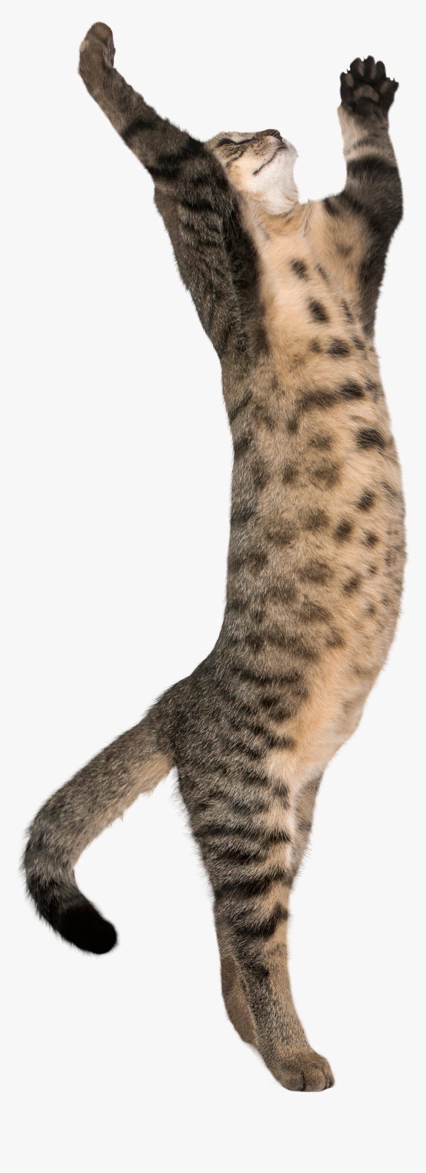 High Cat On Two Legs, HD Png Download