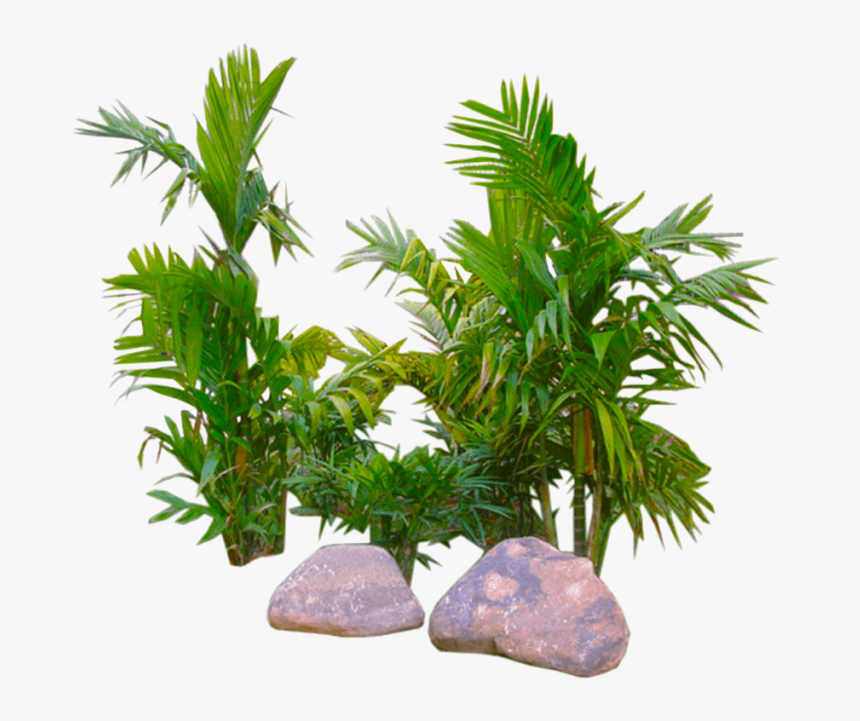 Palm Image Transparent Background - Transparent Background Plant Png Transparent, Png Download