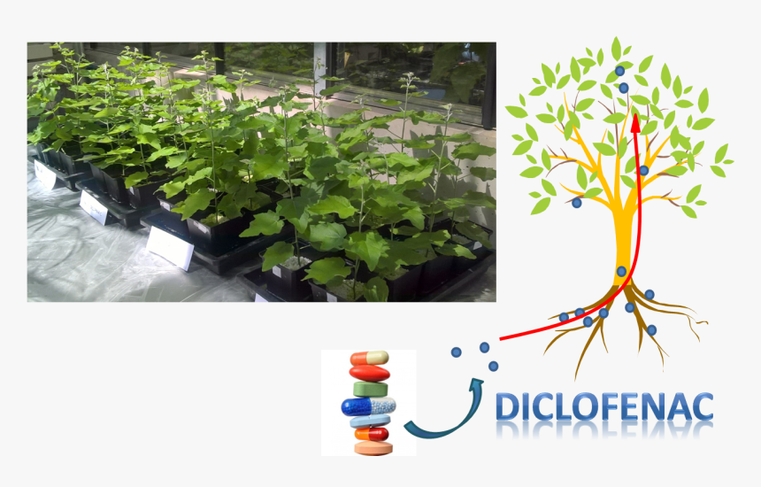 Aquatic Plant, HD Png Download