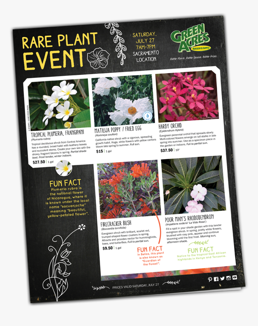 Catalog Garden Inspiration - Orchids Of The Philippines, HD Png Download