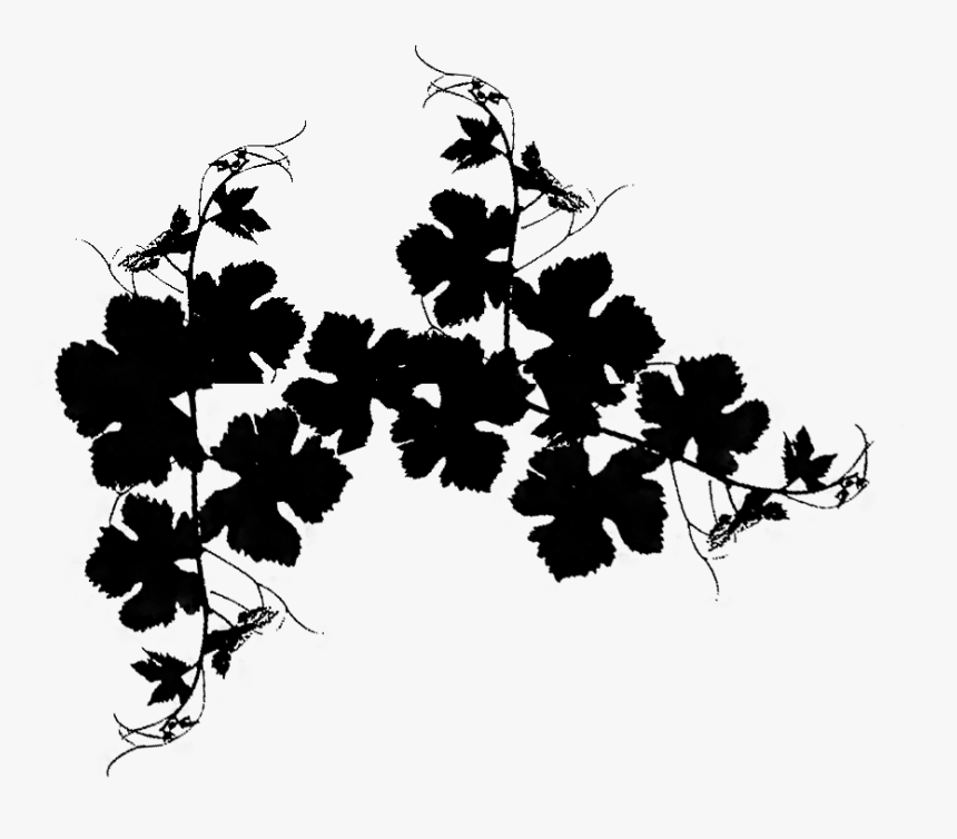 Vine Vector Png - Black And White Vineyard Png, Transparent Png